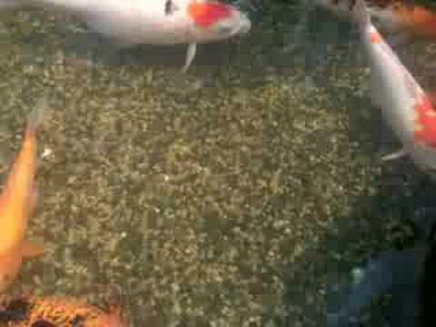 gint koi