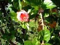Devendra Banhart - Rosa (fan made clip)
