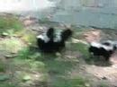 Baby Skunks in Stanley Park Baby Skunks in Stanley Park