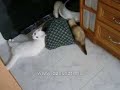 Nudli �s a g�r�ny iglu :)