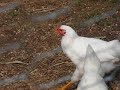 My Animals arn\ My Animals arn\