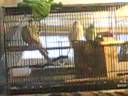 My birds singing and dancing