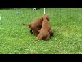 Irish Setter Puppies 4,5 weeks old