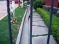 Gatos de Ahuatlan Blancas,Gris y Negro