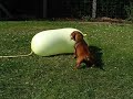 AquaGlove and Dachshund AquaGlove and Dachshund