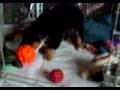 videos de Skye getting her dinner out of a food dispensing ball