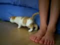Le petit chaton intr�pide