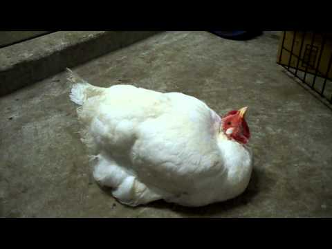 how to treat wry neck in chickens
