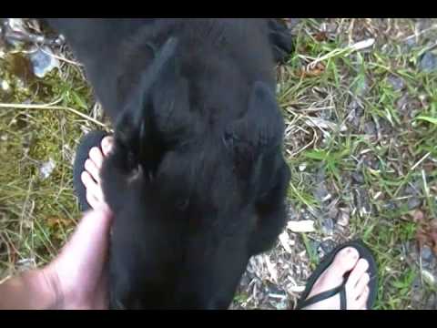 Charitys Miss Sweet Berries and Cream Black Female Puppy