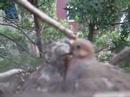 mourning doves