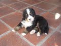 ERKO DE LOS CEDROS-BOYERO DE BERNA-DOGS CLUB-