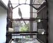 suara burung
