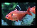fish tank open bottom