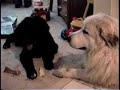 Sam the Newfoundland Puppy and Blazer the Great Pyranees dog