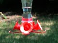 Rufous Hummingbird Aug 2007