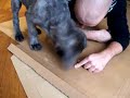Bonk, the  cane   corso    dog  loves food