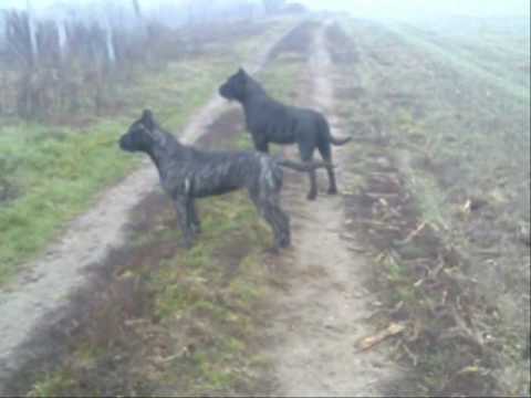 presa canario