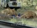 Ataque leao em safari