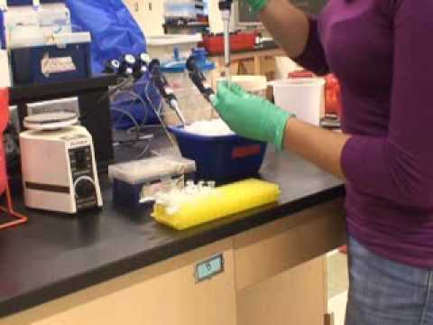 how to perform bradford assay