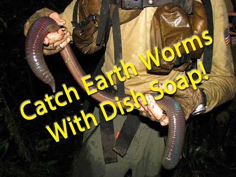 how to collect worms for fishing