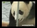 Twin PANDA Baby, Climb on their Mother...