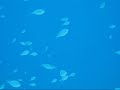 A Garden of Garden Eels A Garden of Garden Eels