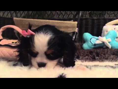 SO CUTE AND LITTLE CAVALIER FEMALE PUPPY!