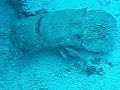 langosta canaria
