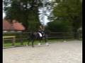 ** SOLD **  4yrs.KWPN Dressage horse !