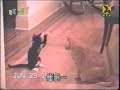 gattino vs gattone
