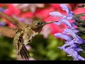 Hummingbird Photography by Ben Clewis