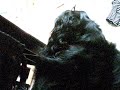 flat coated retriever