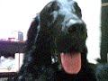 flat coated retriever