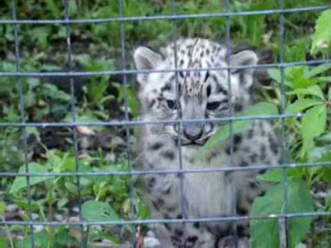 leopard cub