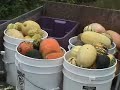 rhonda reveals some of the financial details
that make her community supported agriculture operation work.