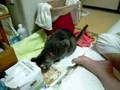 濡れて帰ってきた猫