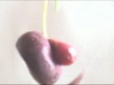 Male Cherry Uncovered.