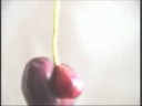 Male Cherry Uncovered.