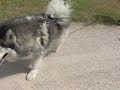 犬のしつけ：リードワークのお手本