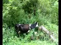 Film przyrodniczy \"Krowa i narew\" Film przyrodniczy \"Krowa i narew\"