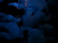 Jellyfish at New England Aquarium