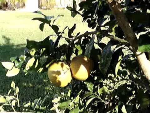 5 Fruit Citrus Tree