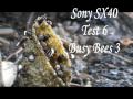 Sony Sx40 Test 6 Busy Bees 3 Watch in HQ