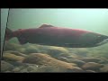 Sockeye in the Nehalem river ???