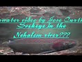 Sockeye in the Nehalem river ???