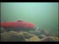 Sockeye in the Nehalem river ???