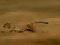 Rajnikant cheetah race Rajnikant cheetah race
