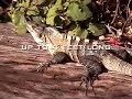 Iguana Invasion! Iguana Invasion!