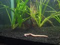 piranje piranje