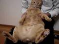 揺れるお腹★おやじ猫ちゃとらん★にゃんず日記